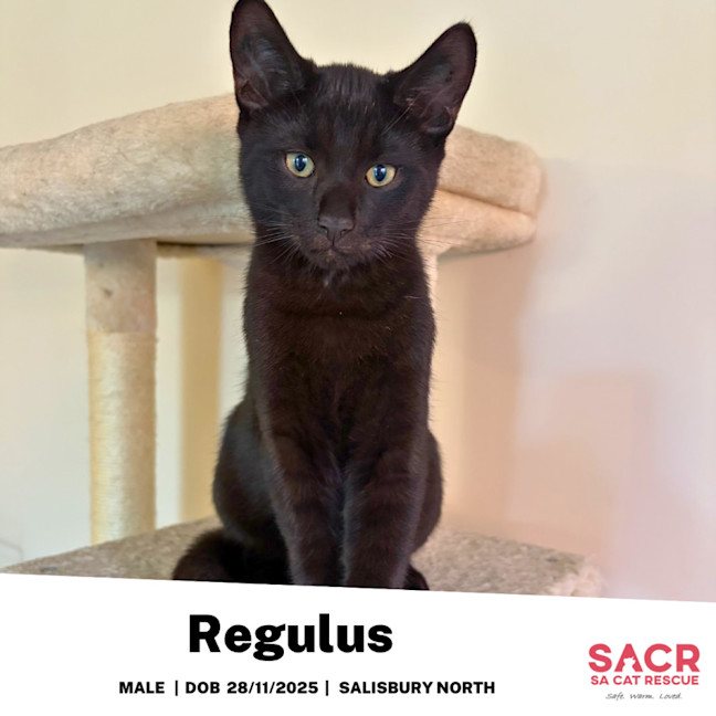 Photo of Regulus