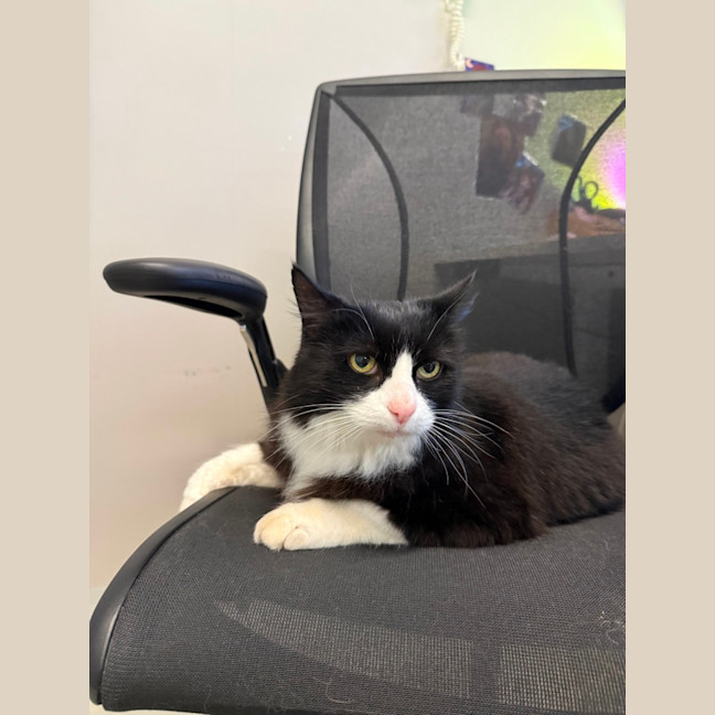 Photo of 🐧 Oscar 7113 🐧