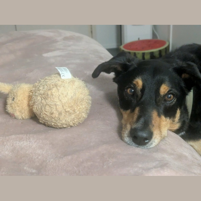 Photo of Trigger   7 Year Old Kelpie