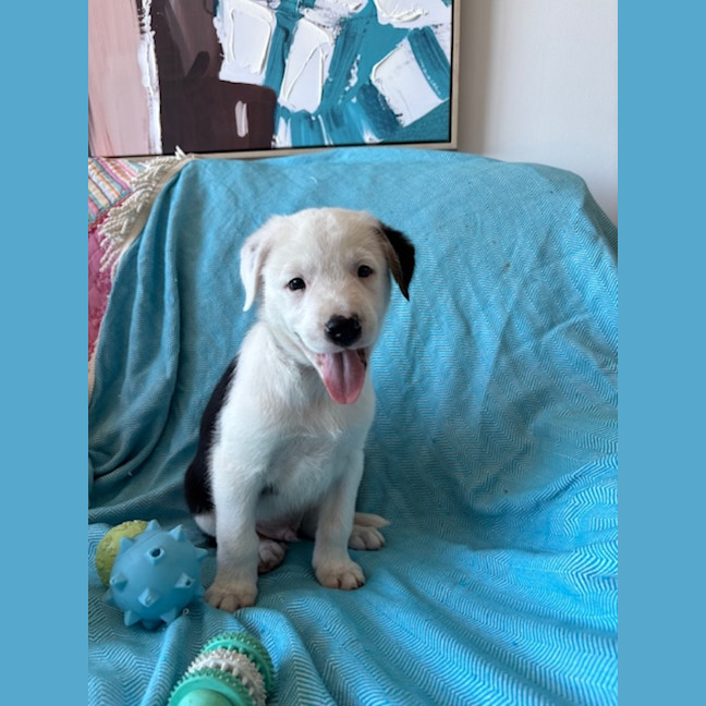 Photo of Diesel