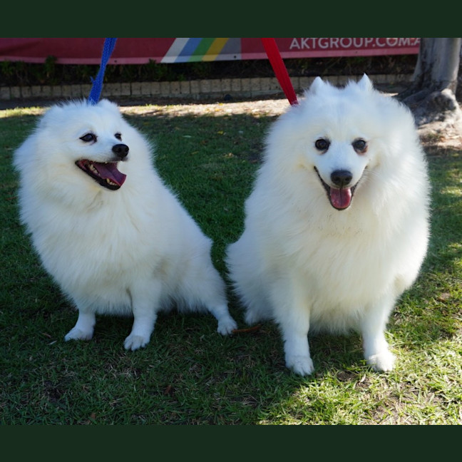 Photo of Lexie And Tudor