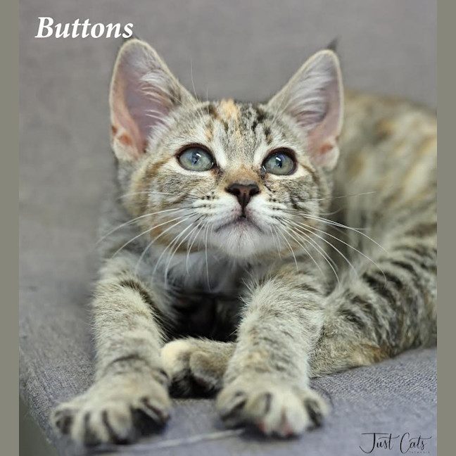 Photo of Buttons
