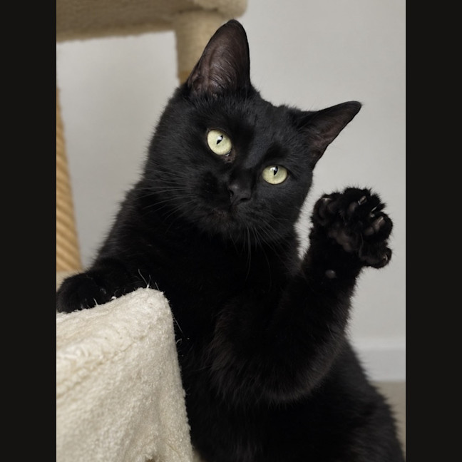 Photo of Kiwi