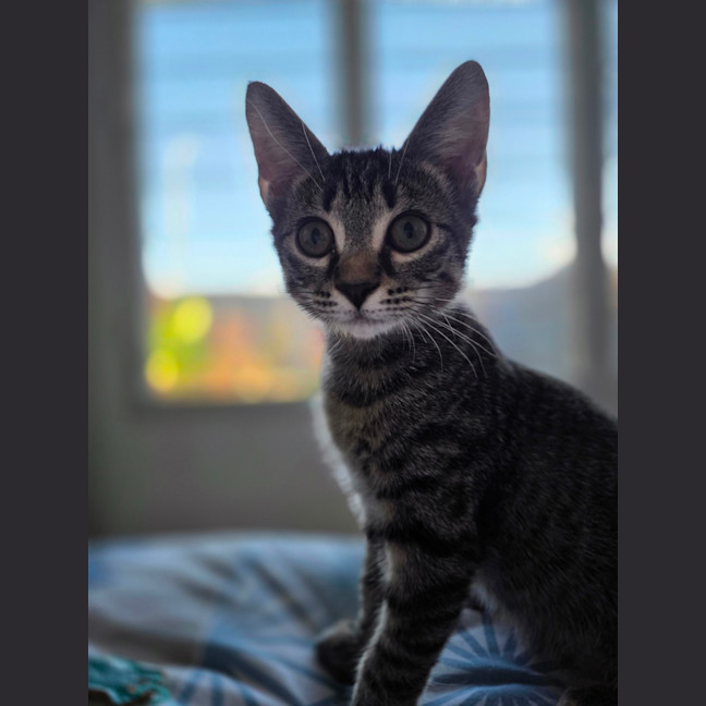 Photo of Nova