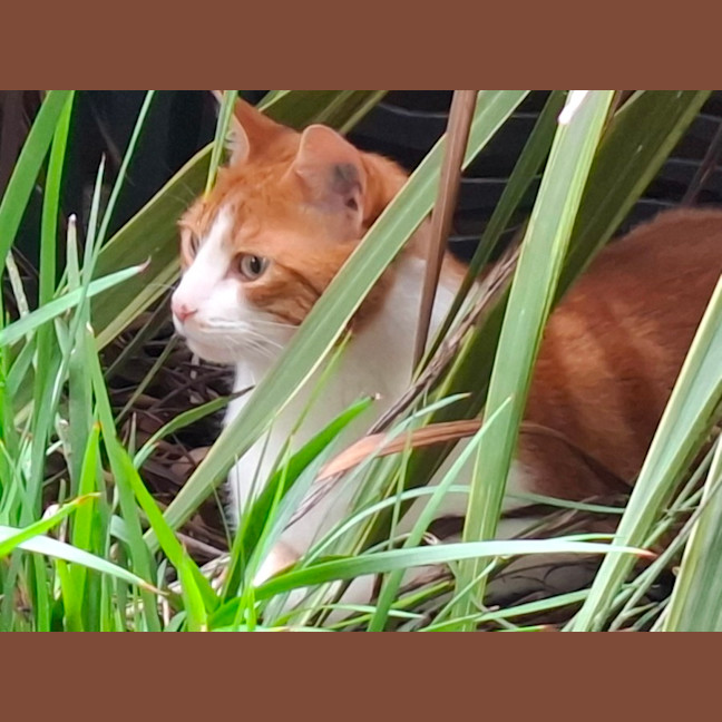 Photo of Hamish
