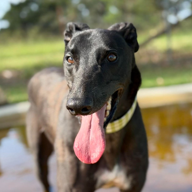Photo of Cooper The Greyhound