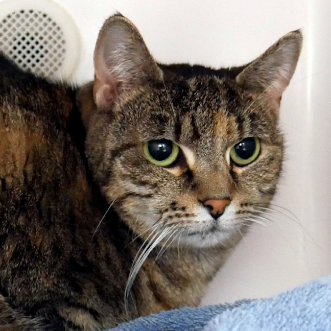 Photo of Muffin Sua013115