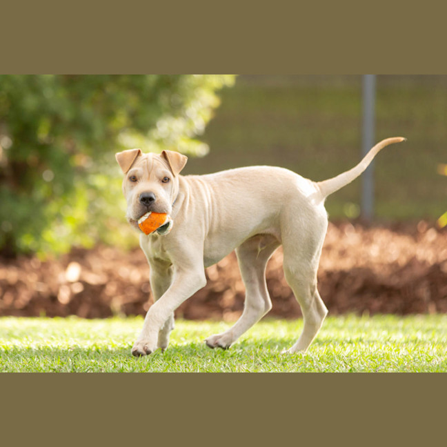 Photo of Lucky