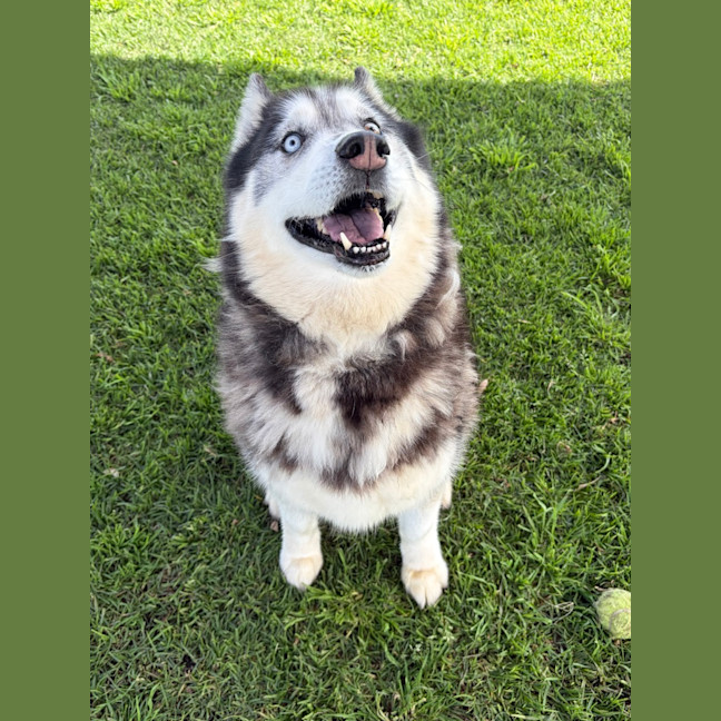 Photo of Shadow