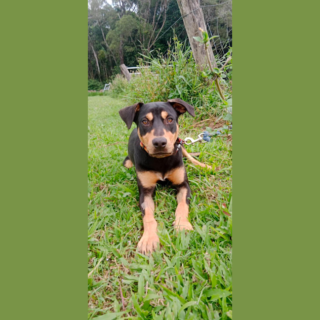 Photo of Whiskey
