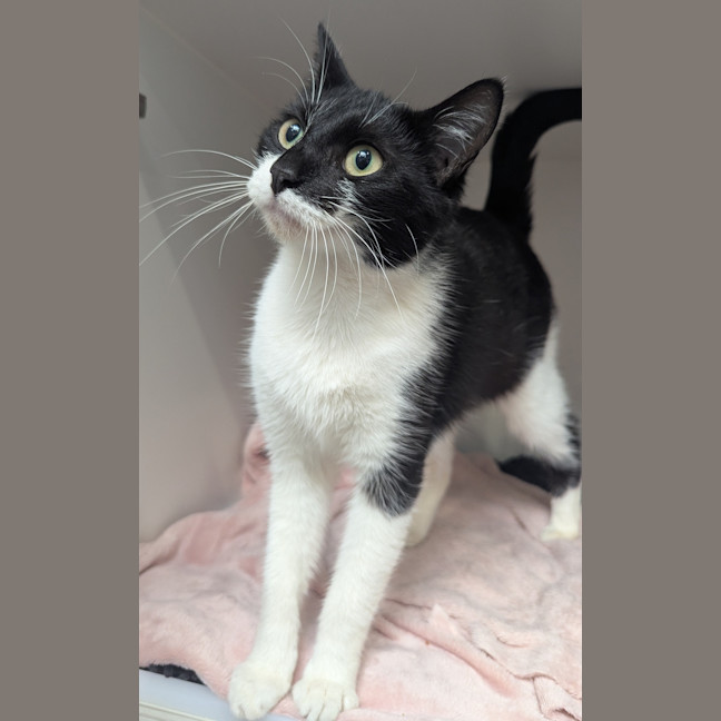 Photo of Polly
