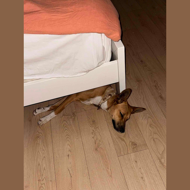 Photo of Honey