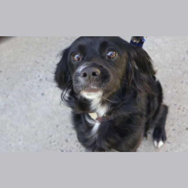 Photo of Bear