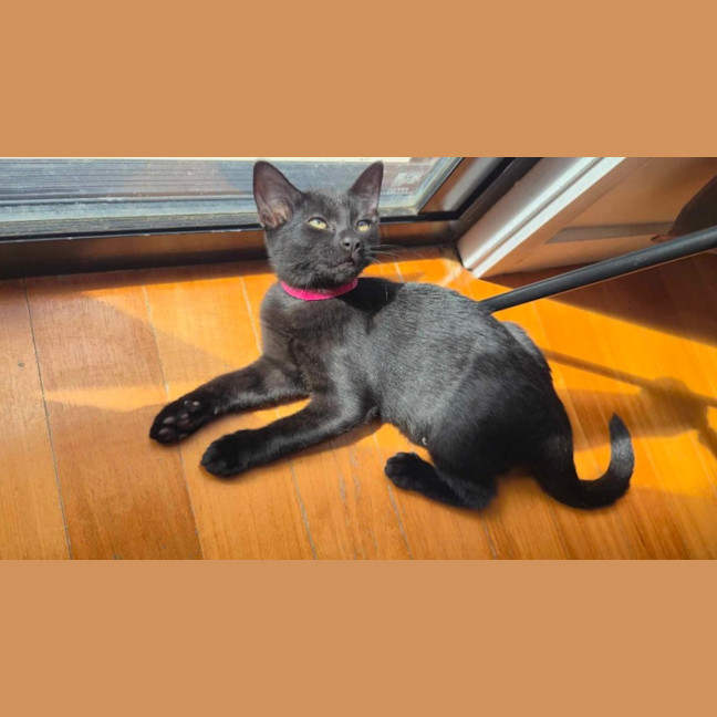 Photo of Shadow