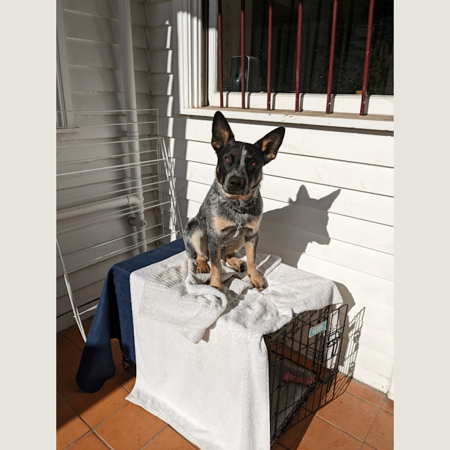 Photo of Snowy