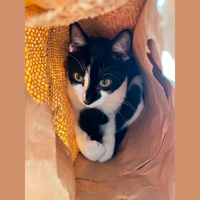 Photo of Mowgli   In Foster Care In Northcote