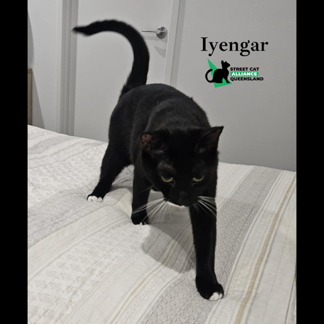 Photo of Iyengar