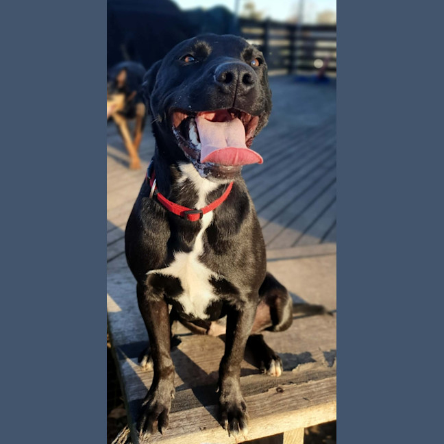 Photo of Kuro