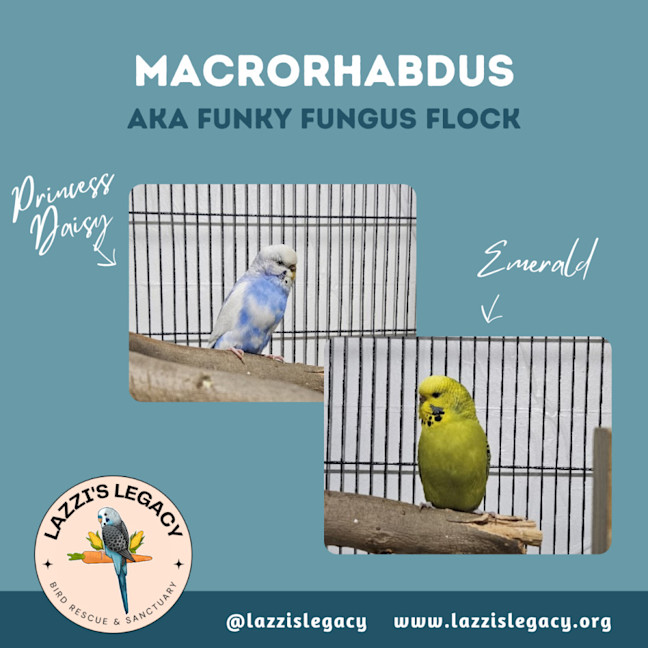 Photo of Macrohabdus (Agy, Megabacteria) Flock