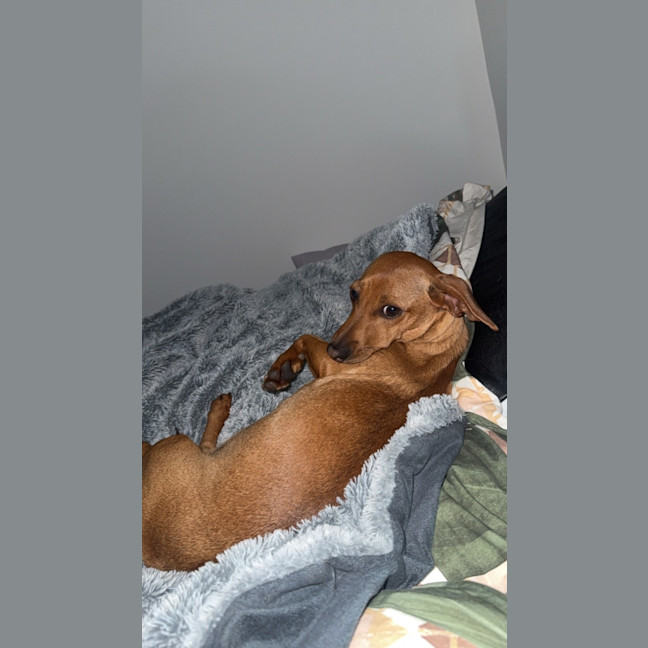Photo of Daisy