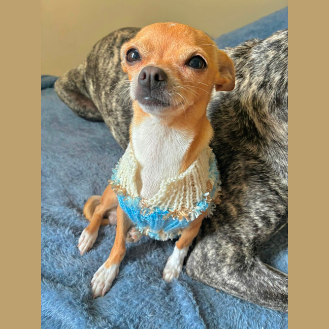 Photo of Fifi