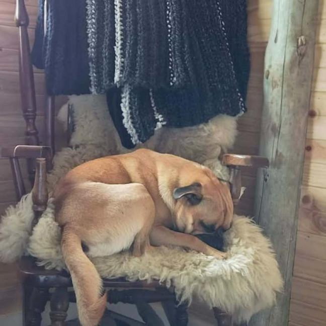 Photo of Bear