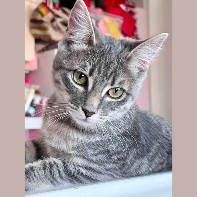 Photo of Ophelia