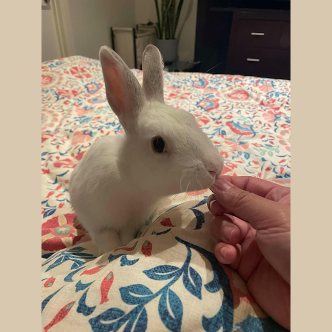 Photo of Rabbit Irwin
