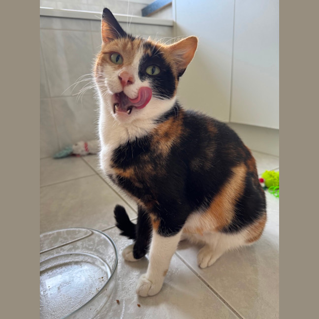 Photo of Mittens