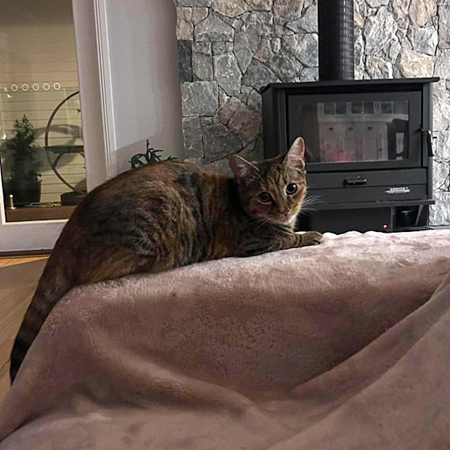 Photo of Maple
