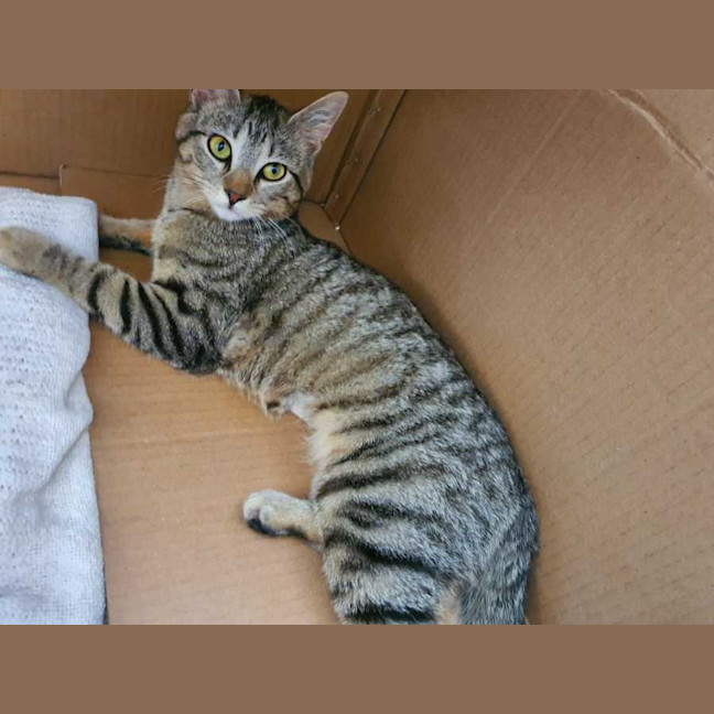 Ollie Female Domestic Short Hair (DSH) Cat in VIC PetRescue