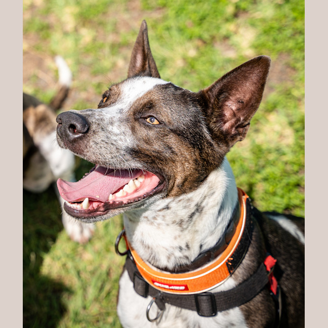 Photo of Banjo