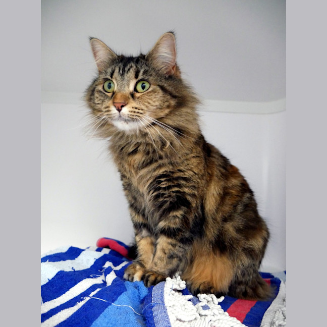 Photo of Sooty Rsua012894