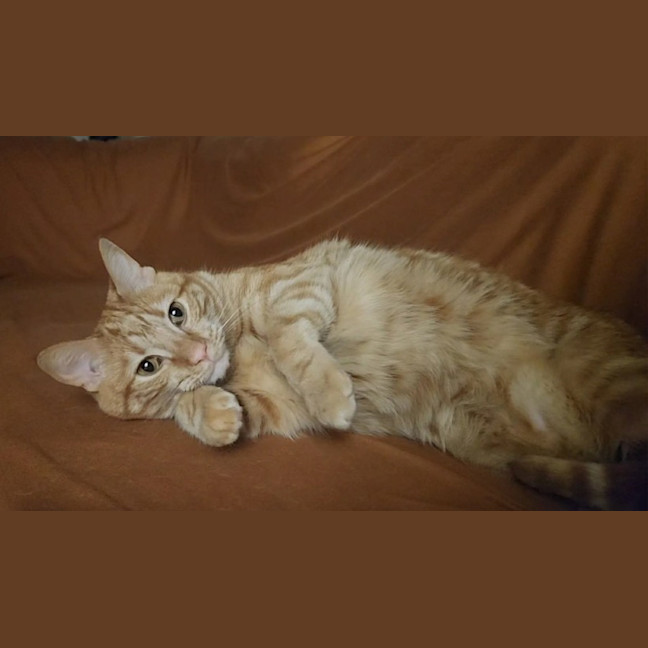 Photo of Toffee