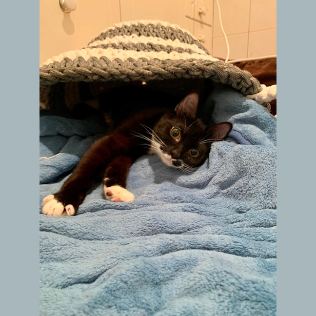 Photo of Oreo And Panda 