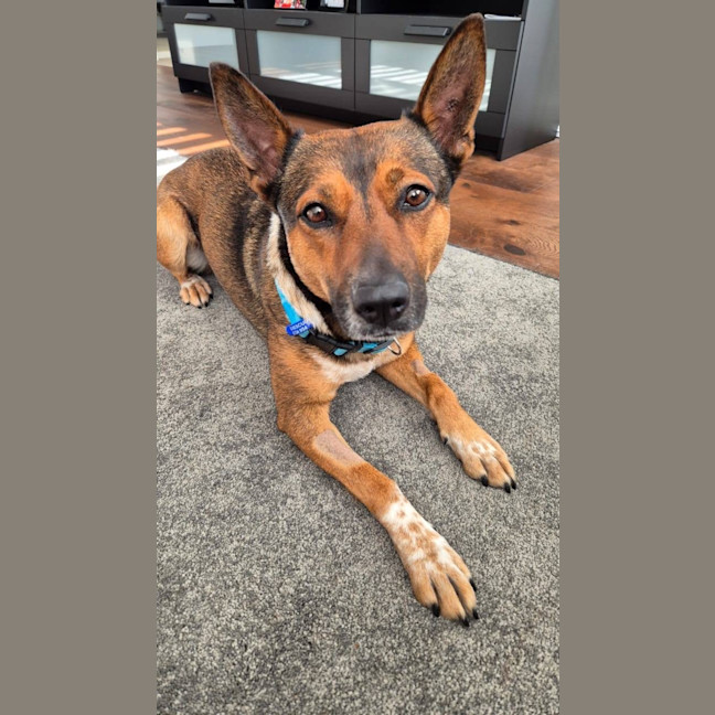 Photo of Ash   3 Year Old Kelpie X (Trial)