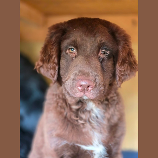 Photo of Duke Ellington 