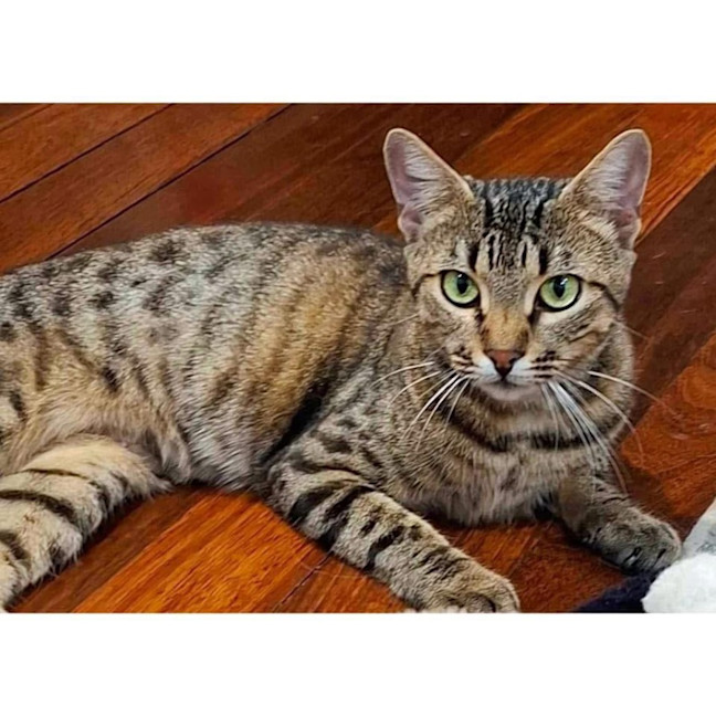 Photo of 11642   Gabby