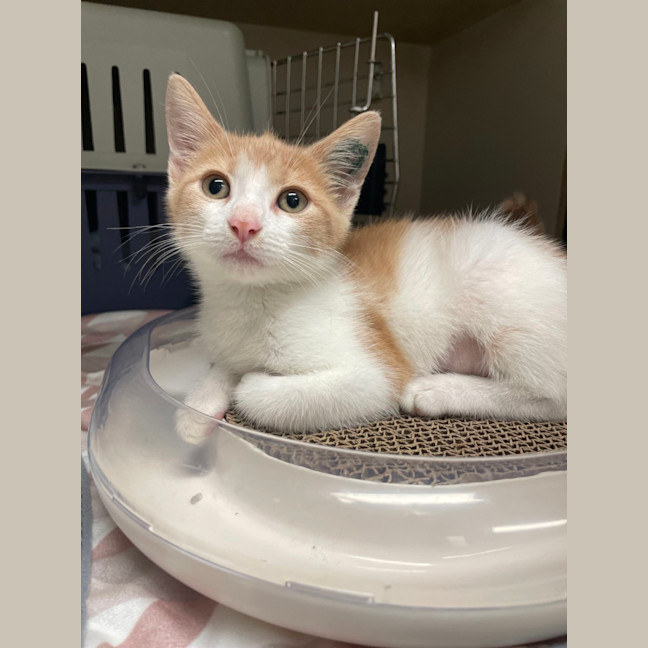 Photo of Sunstone *Meet Me At Petstock Engadine*