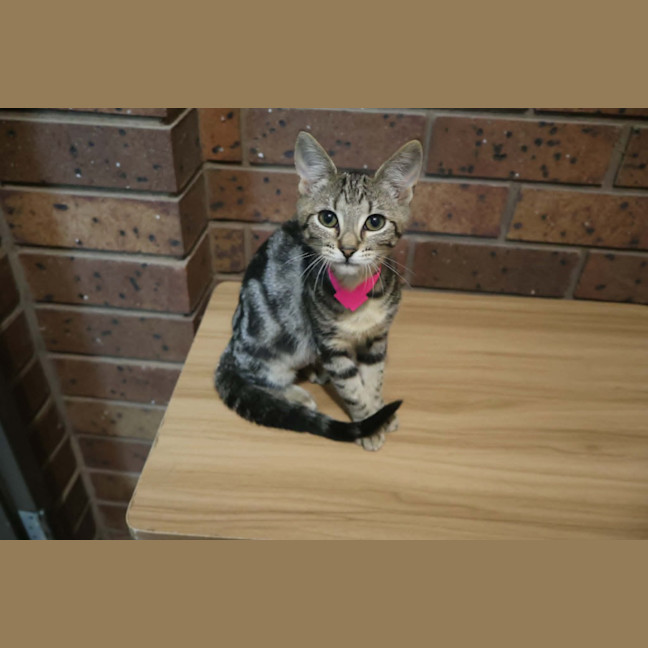 Photo of Pinkie