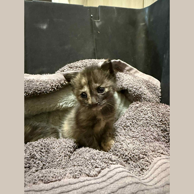 Photo of Paisley