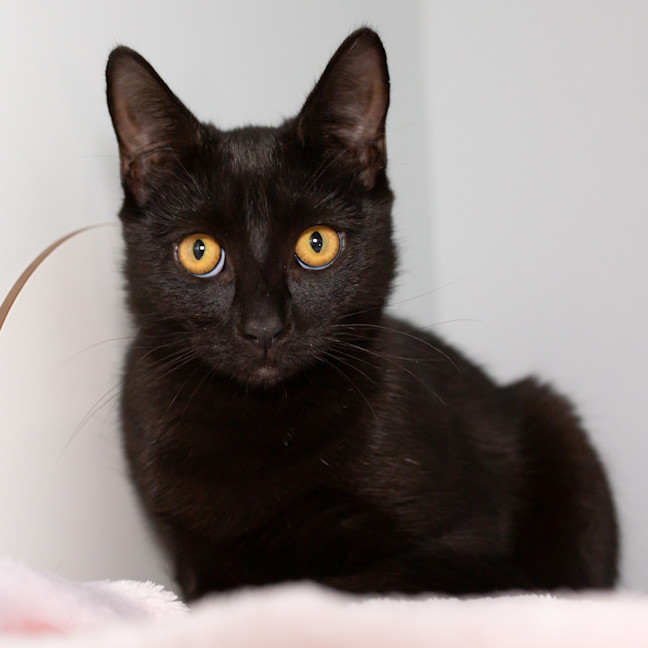 Photo of Kitty Kat