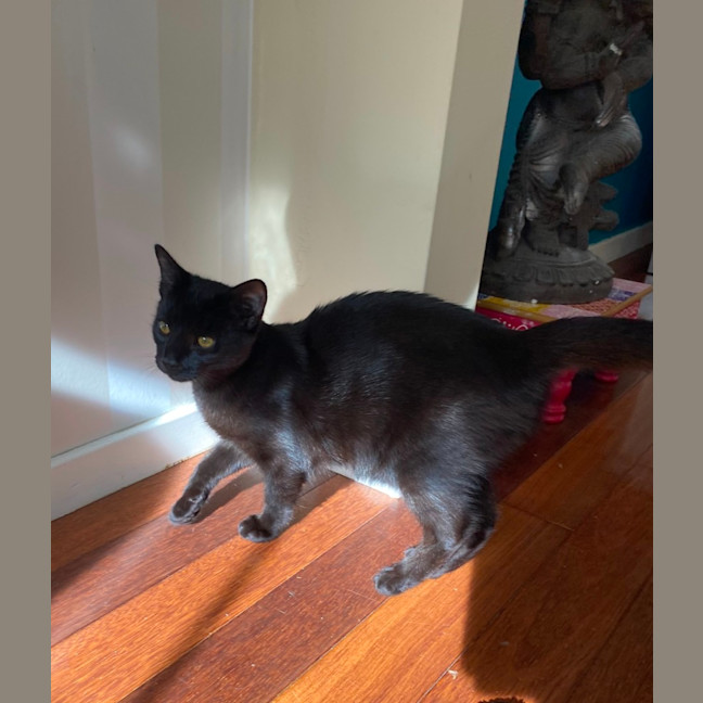 Photo of Bella