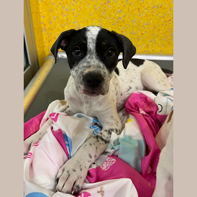 Photo of Cookie