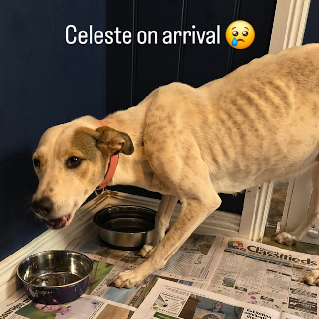Photo of Celeste
