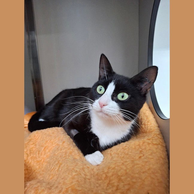 Photo of Peppermint Patty