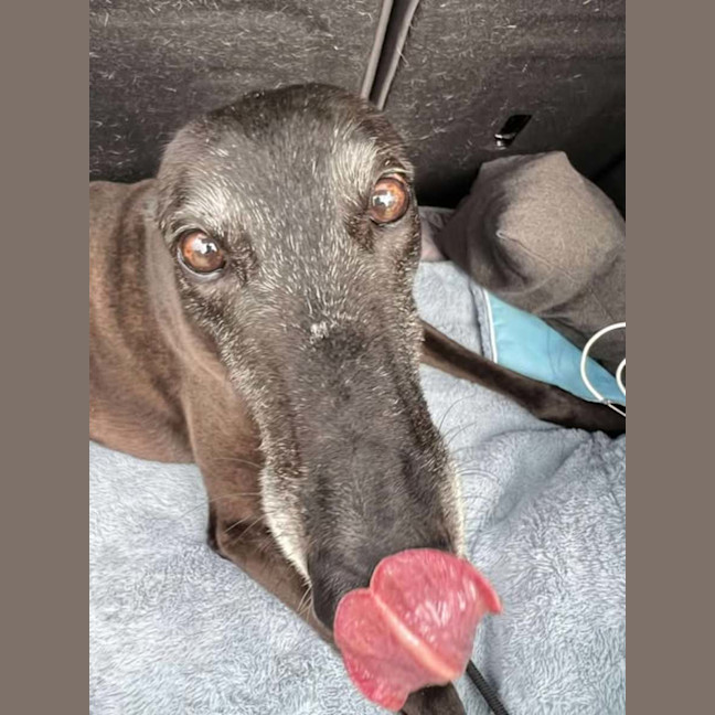 Photo of Sakura, The Greyound