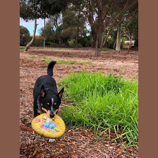 Photo of Patches 