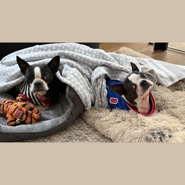 Photo of Spock & Oscar   6 Yo Boston Terrier