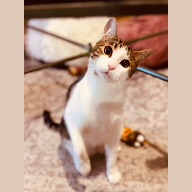 Photo of Amber